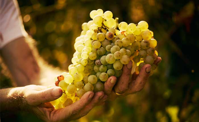 Martini besteht immer aus Wein