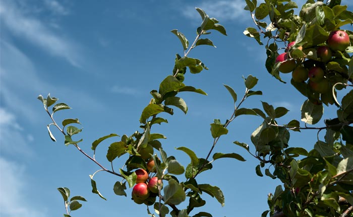 Vollreife Äpfel sind bereit für die Ernte