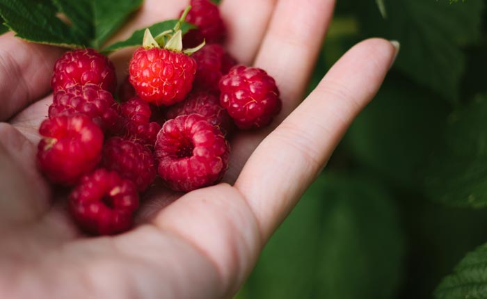 Waldhimbeeren dienen oft als Basis für Himbeerlikör